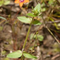 Scarlet Pimpernel